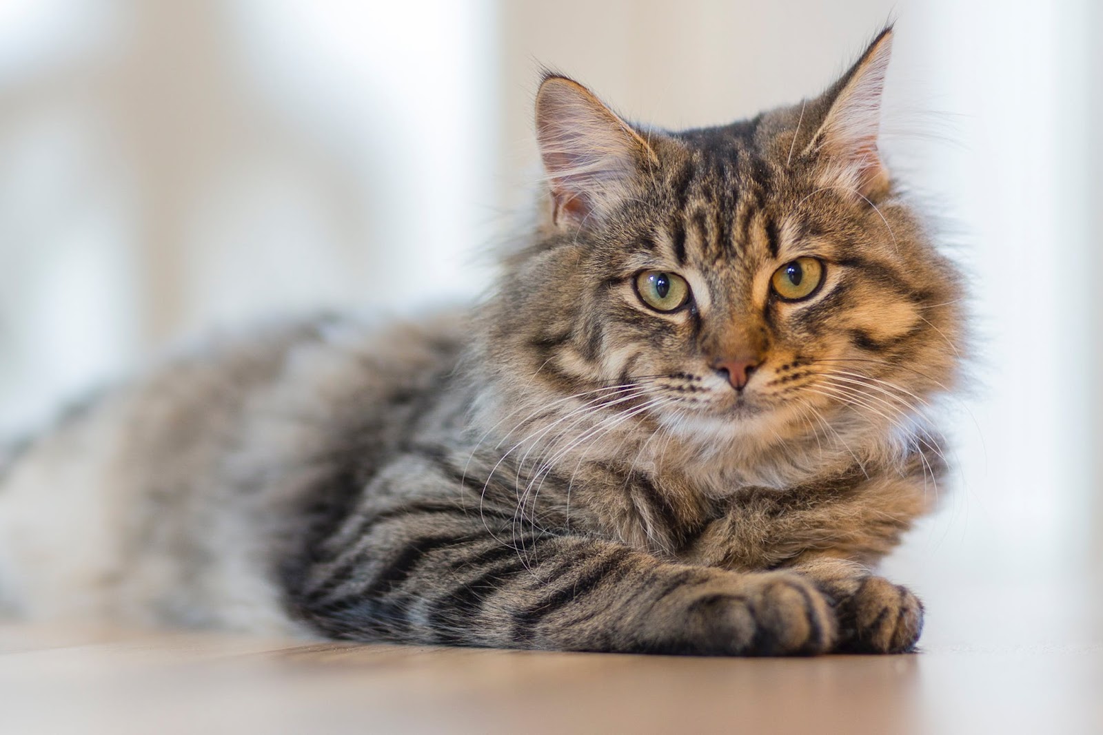 Makanan yang Baik untuk Anak Kucing